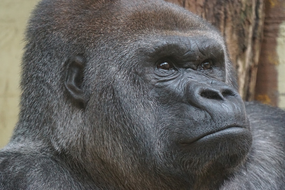 Gorilla lowland gorilla apes