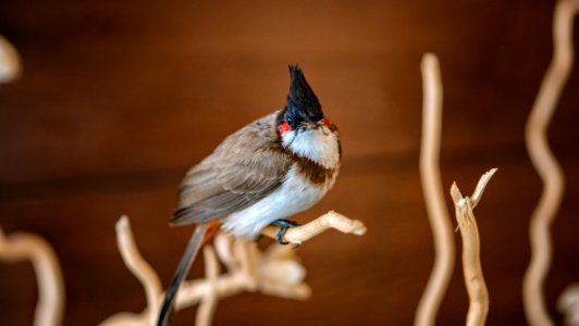 Red-Whiskered Bulbul