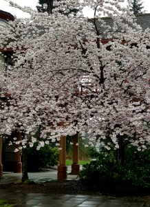 3 months ago these branches were covered in snow. I  prefer them like this.