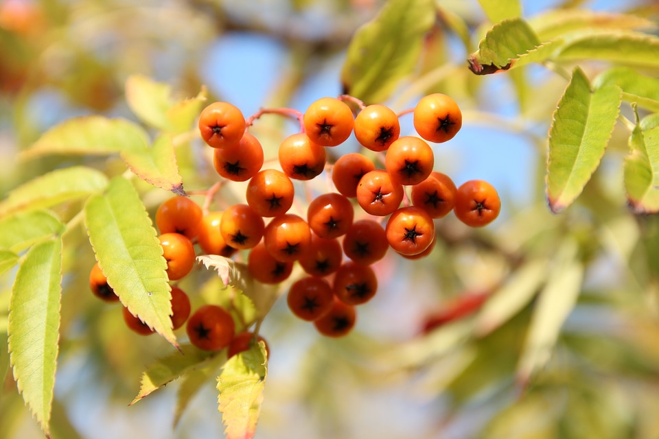 Mountain wood red berries