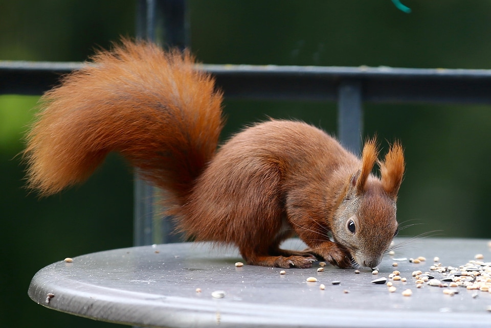 Forest cute rodent