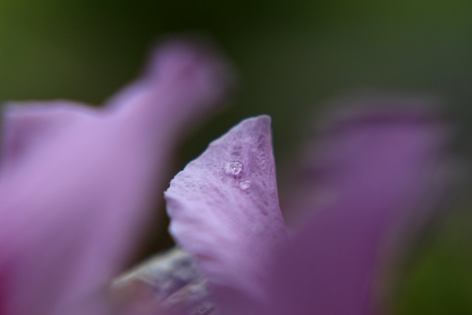 petite pluie narquoise