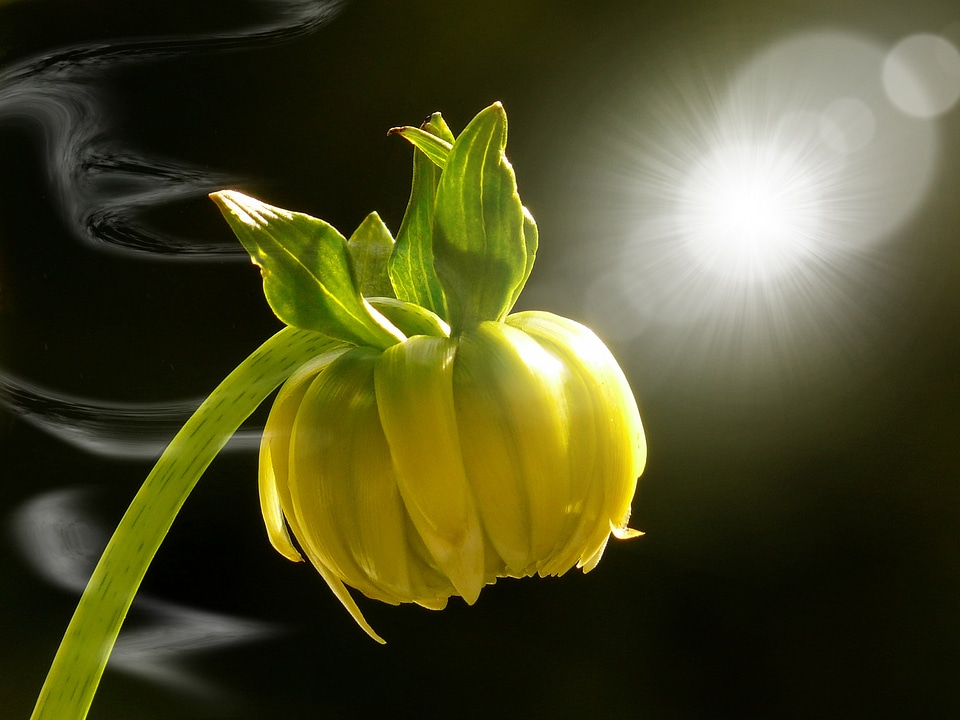 Bloom plant yellow