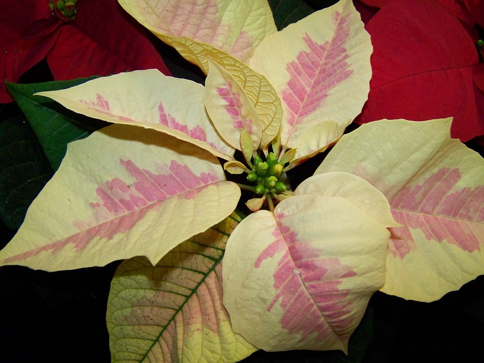 Poinsettia white-pink version potted plant