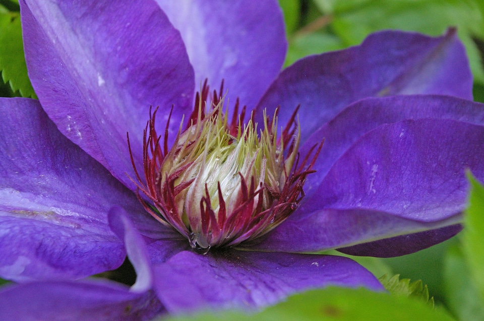 Violet flower purple photo