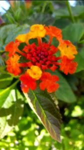 Hanging baskets photo