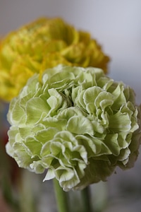 Ranunculus new breeding greenish