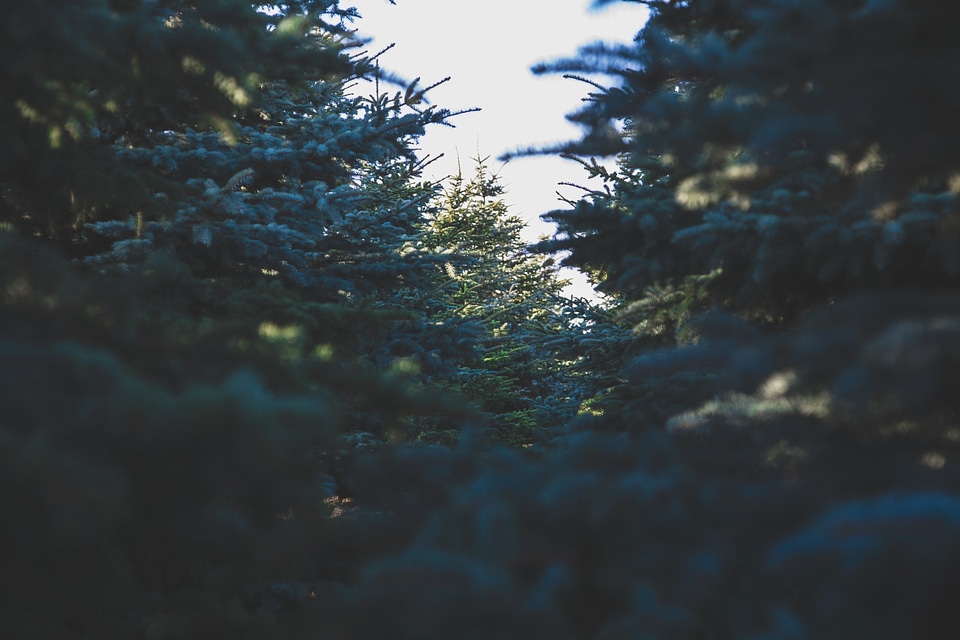 Fir dark blue dark