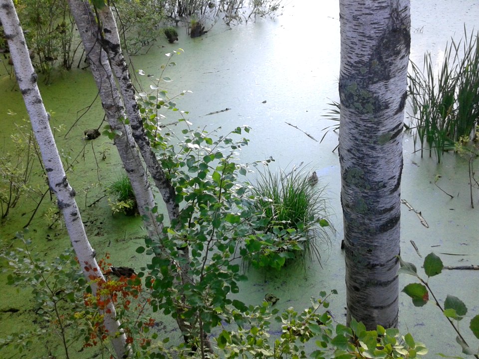 Утиное озеро, Академгородок, Новосибирск