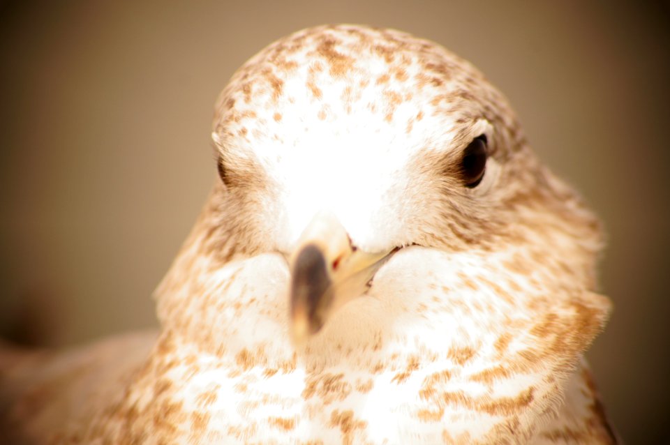 Public domain picture of a bird for blogs