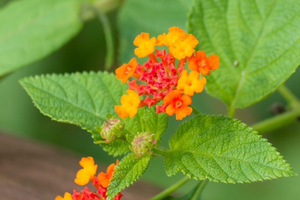 Close-up nature lantana