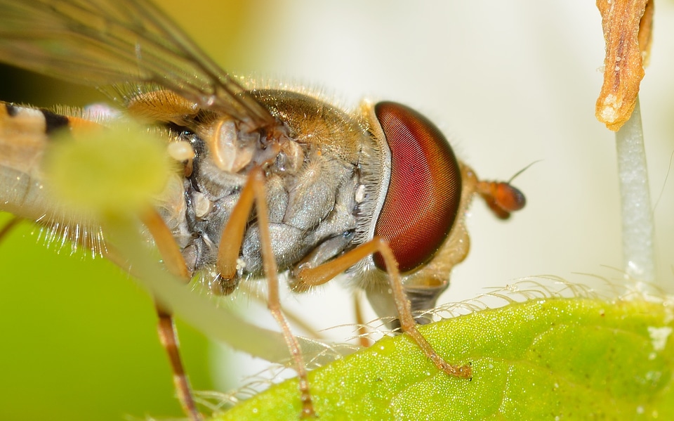 Episyrphus balteatus macro