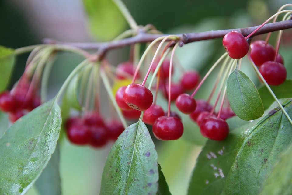 Mountain wood red berries