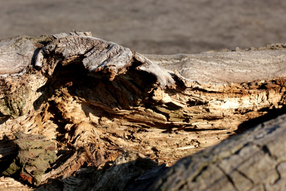 tree trunk wood 103