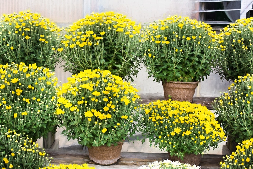Autumn chrysanthemum colorful