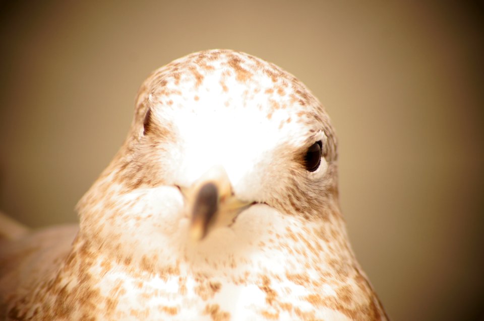 Royalty free picture of a bird for blogs