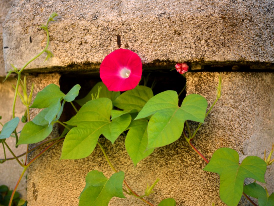 Un fiore sul muro - A flower on the wall