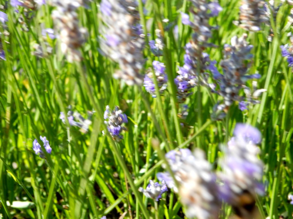 Bee on wildflowers