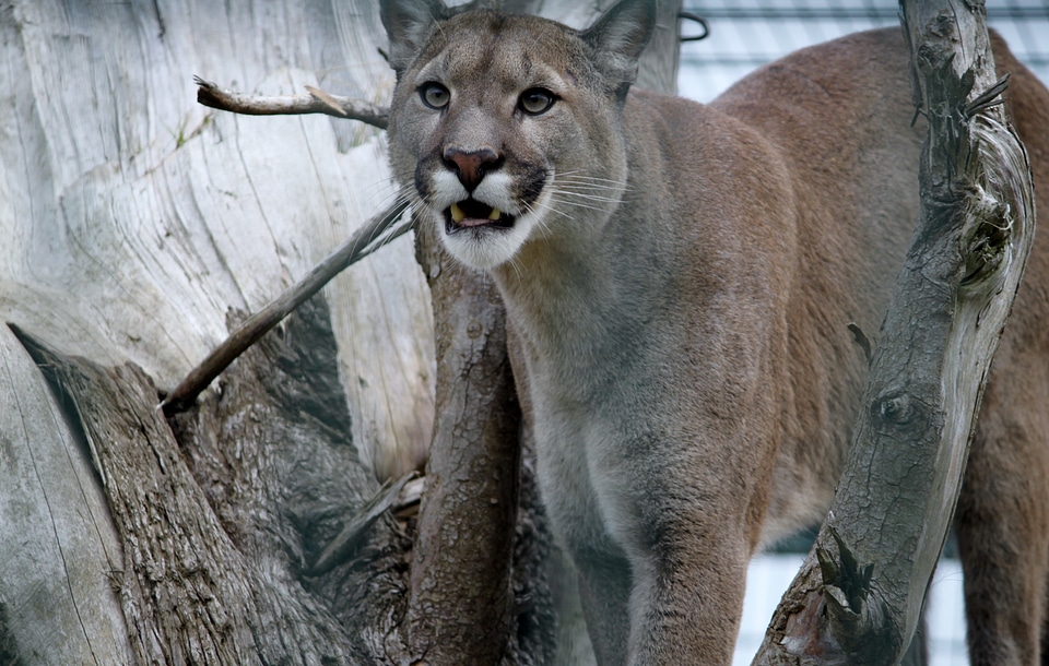 The lioness feral cat animals