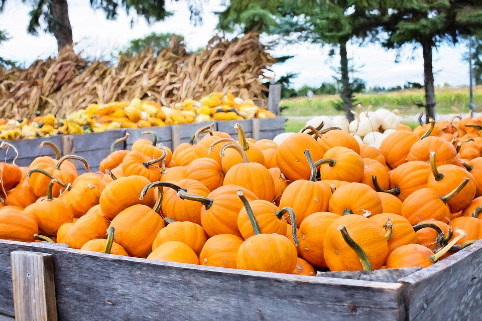 Orange decoration autumn background