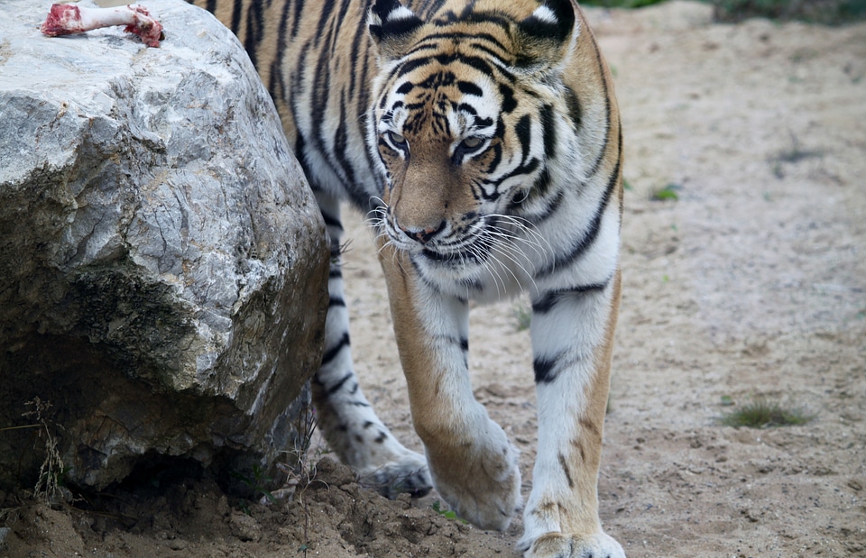 Tiger animals feral cat