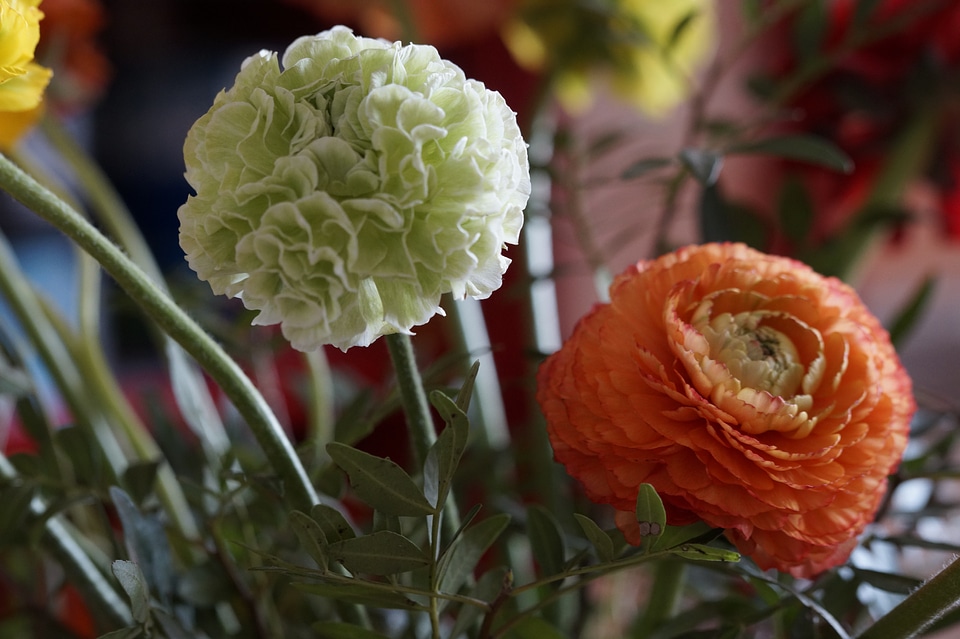 Ranunculus red plant