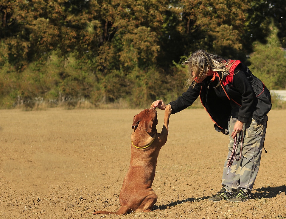 Dog mastiffs animal