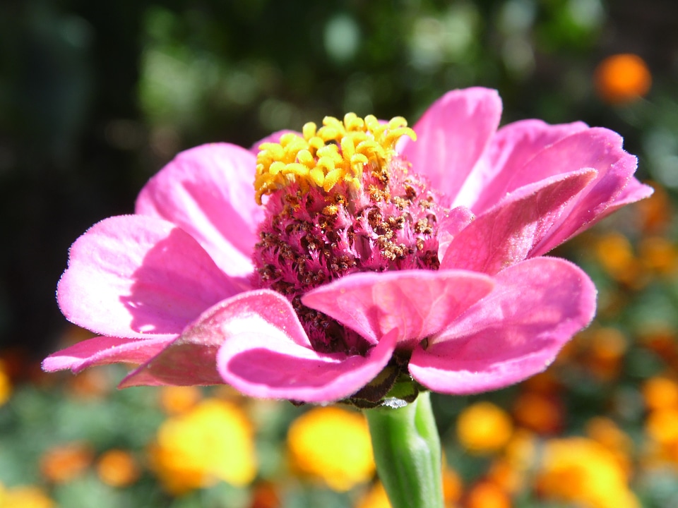 Nature beautiful flower pink flower