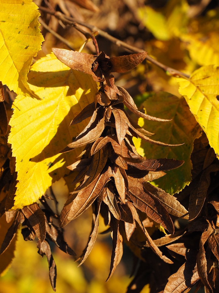 Brown hornbeam autumn