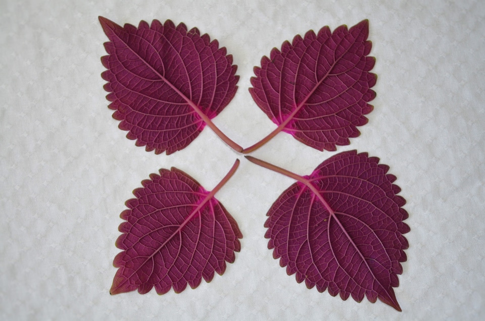Plant leaves garden