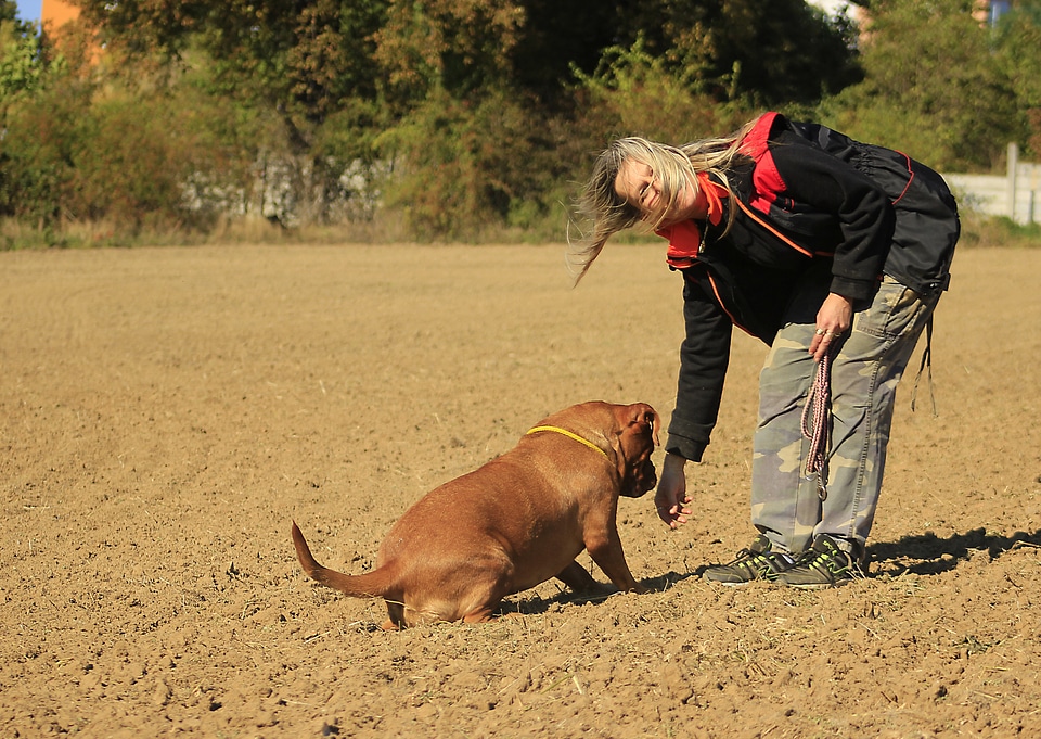 Dog mastiffs animal