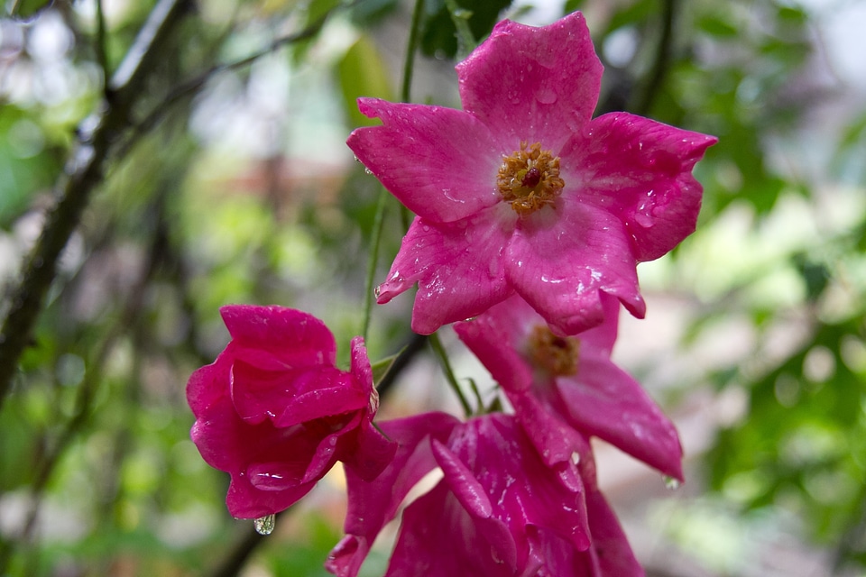 Bloom floral pink