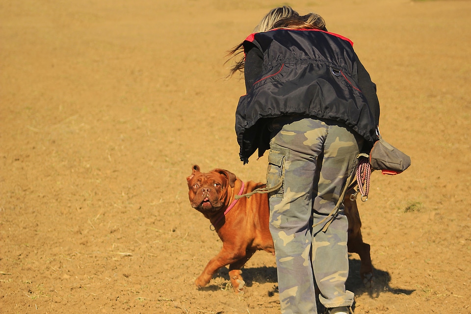 Dog mastiffs animal