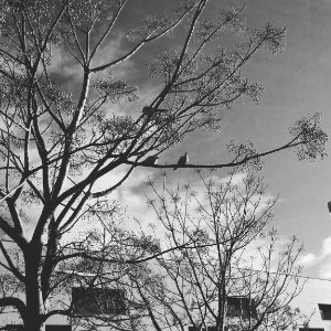 Sombra de árbol photo