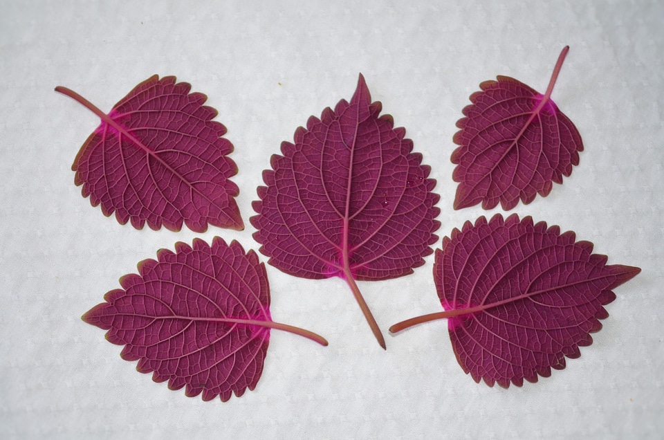 Plant leaves garden