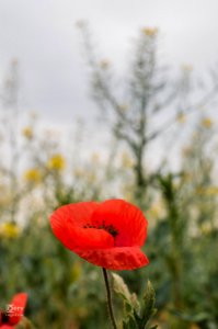 Rape & Poppy photo