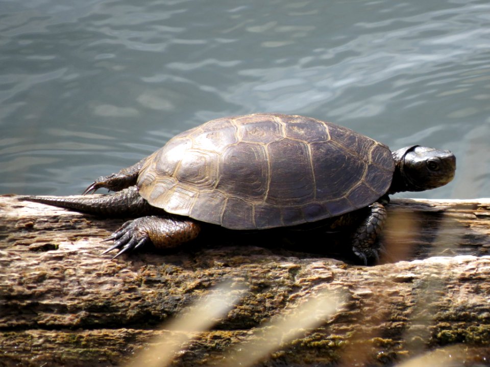 Western Pond Turtle