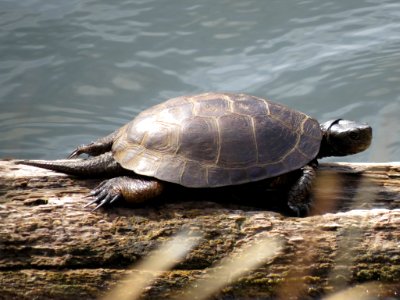 Western Pond Turtle photo