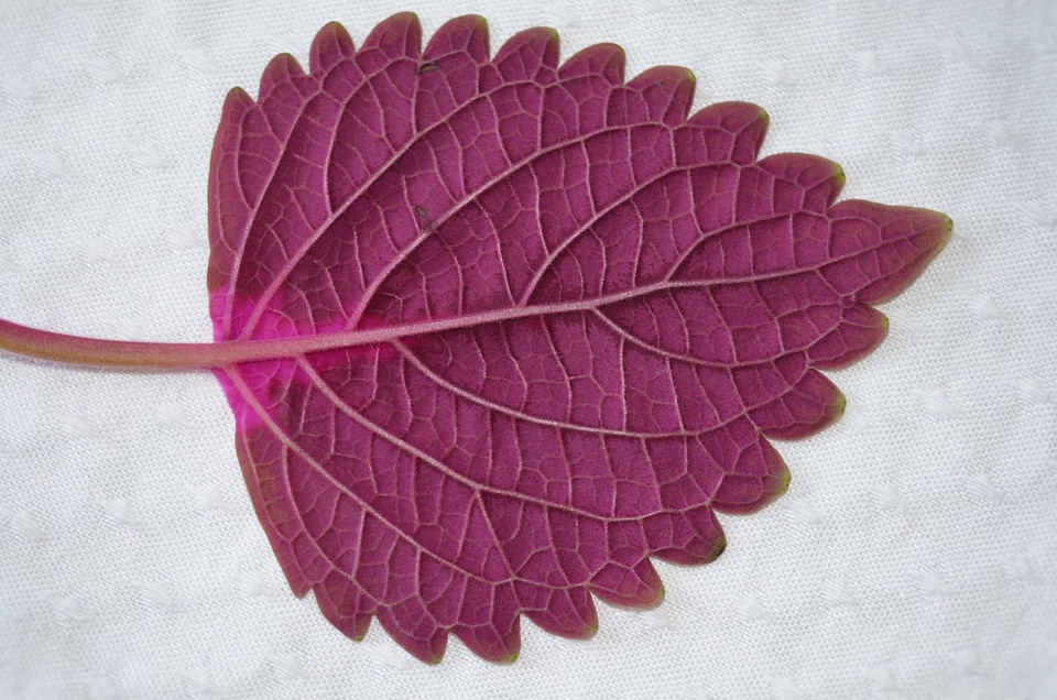 Plant leaves garden