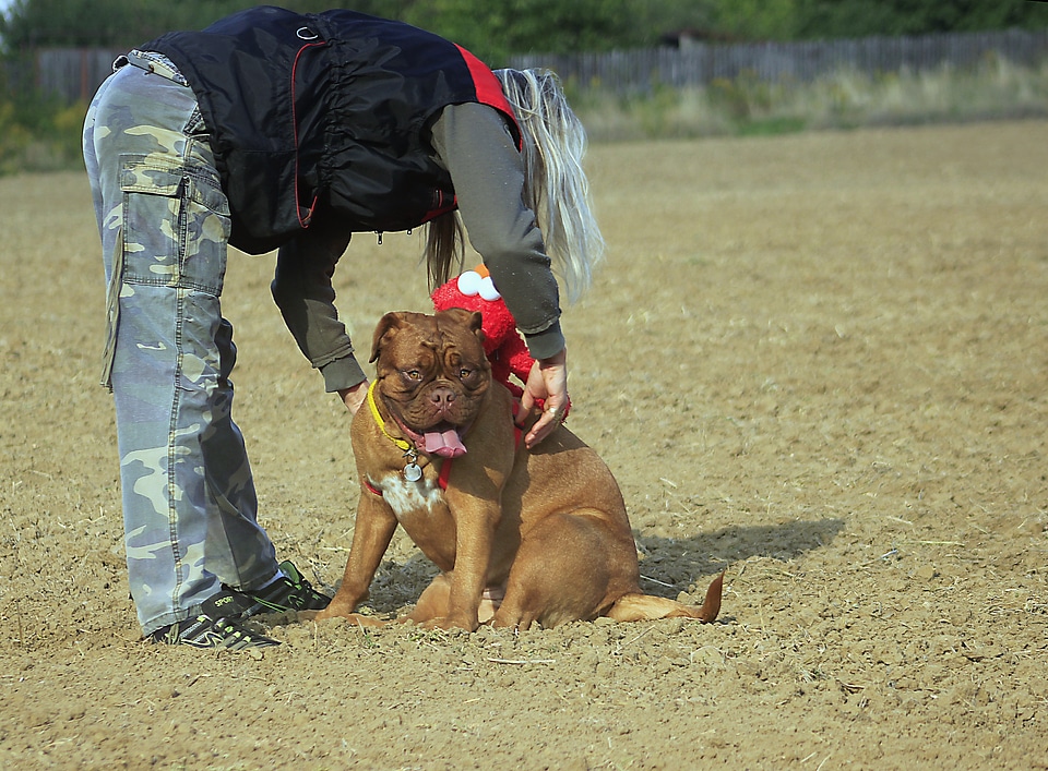Dog mastiffs animal