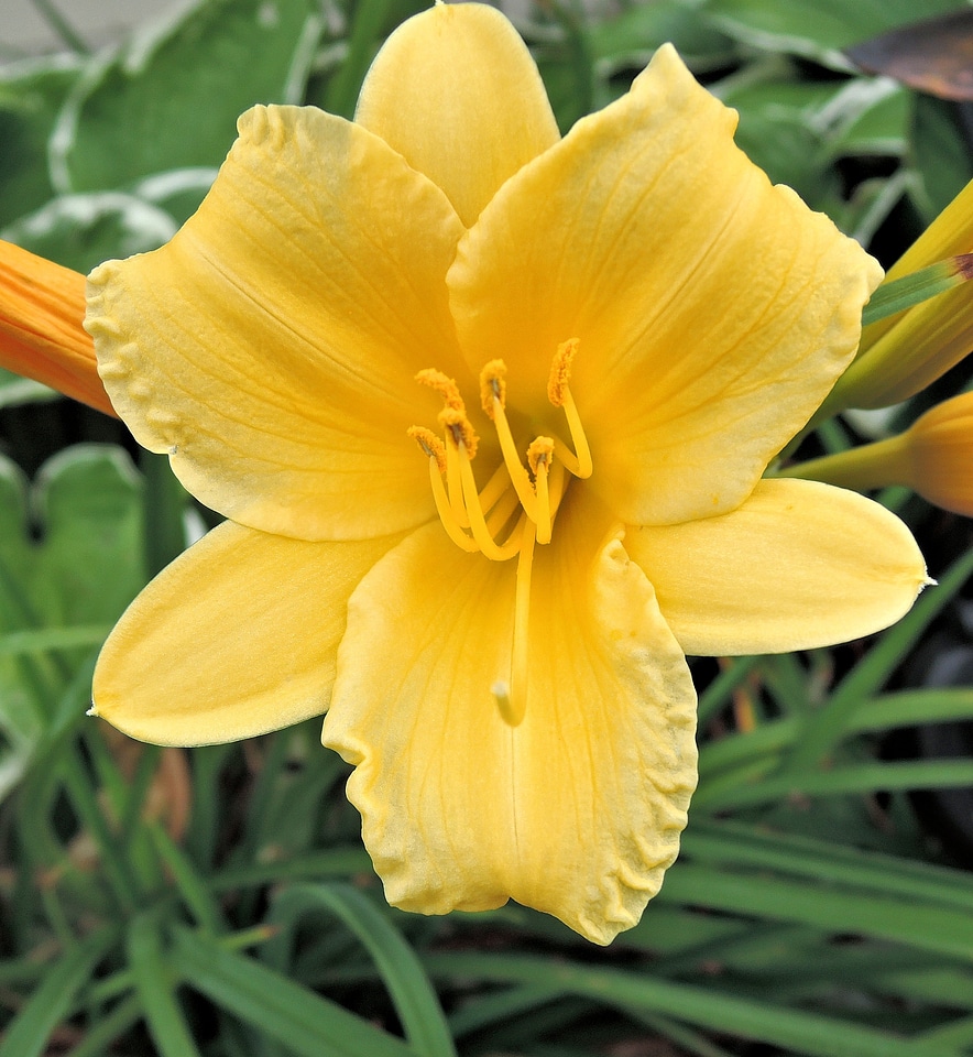 Garden summer blooms
