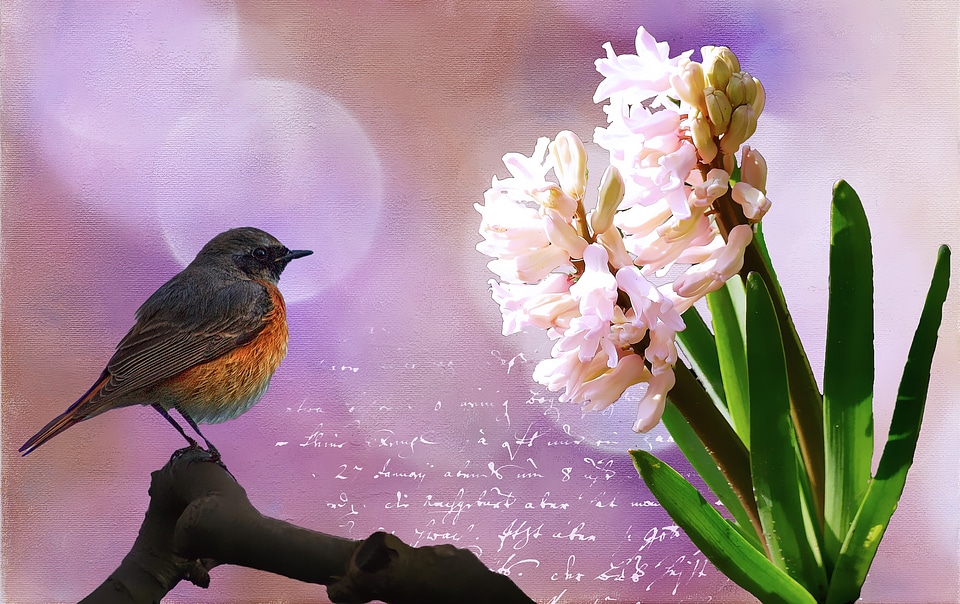 Bloom plant common redstart