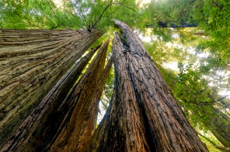 Redwoods at Tall Trees Grove photo