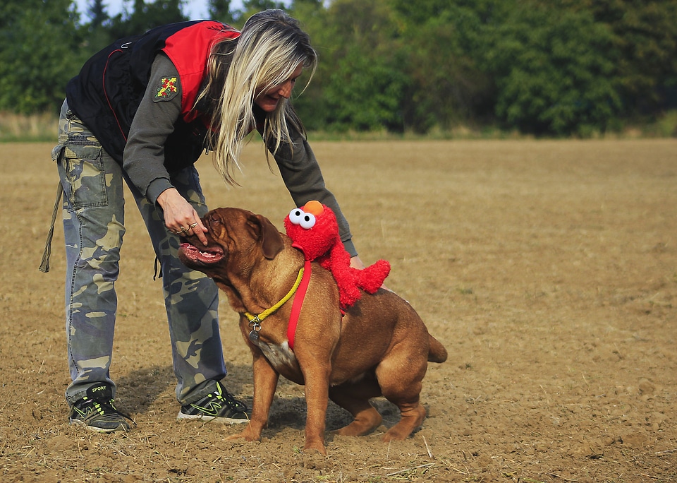 Dog mastiffs animal