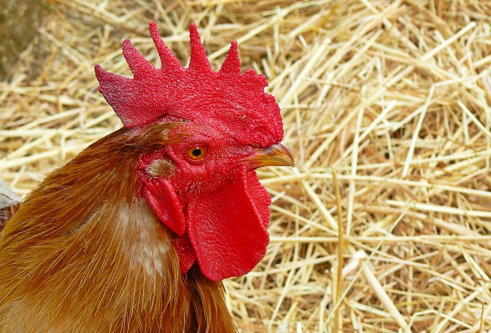 Gockel poultry farm