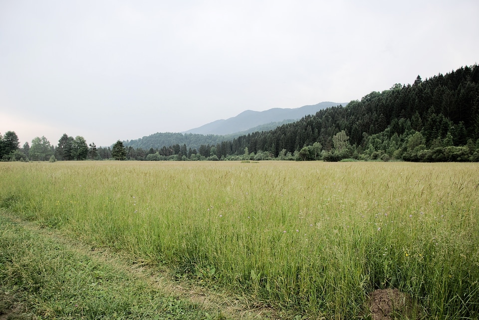 Landscape grass summer photo