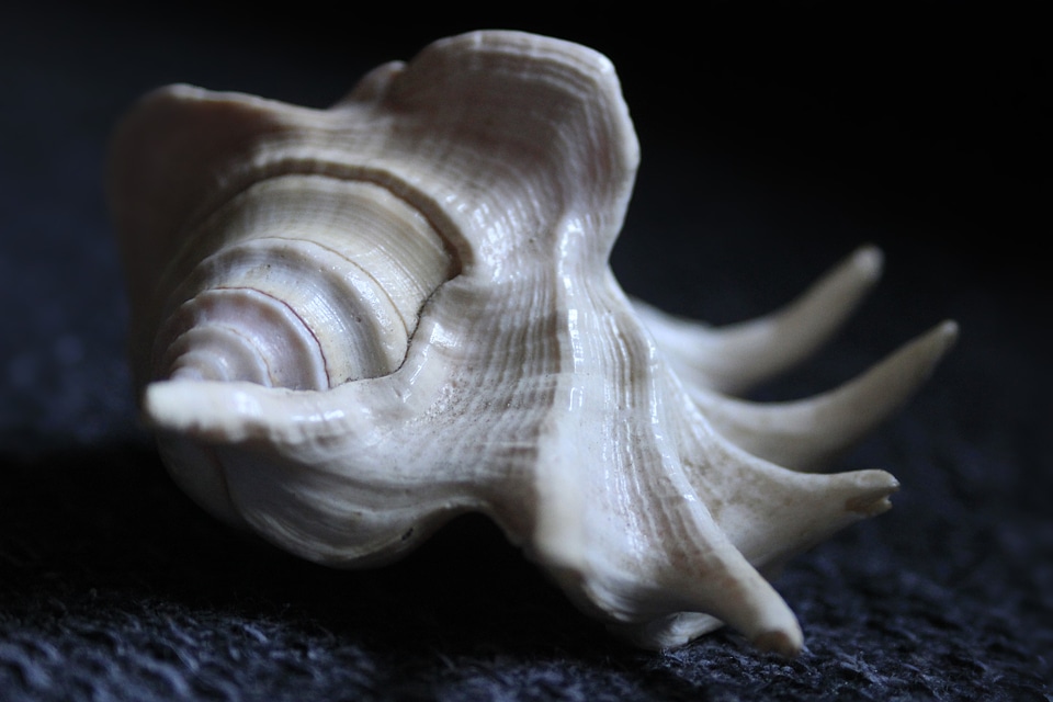 Shell animal spiral
