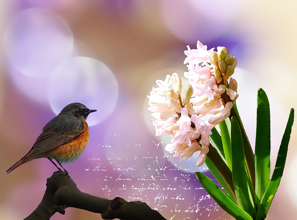 Bloom plant common redstart