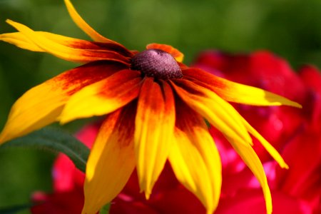 Rudbeckia photo