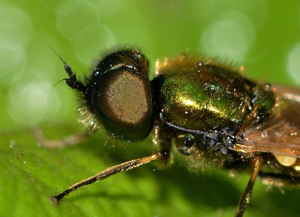 Diptera chloromyia formosa